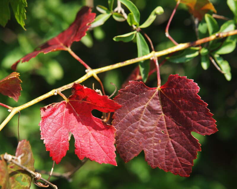 Image of wild grape