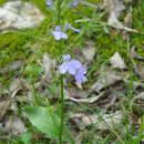 Image of pale lobelia