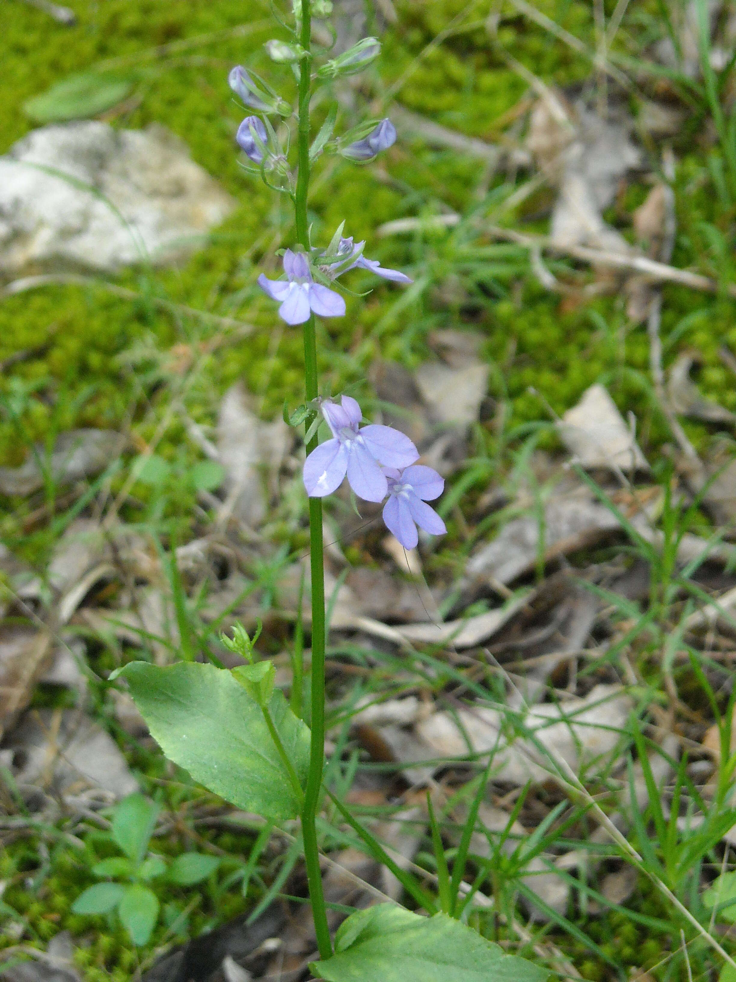 Слика од Lobelia appendiculata A. DC.