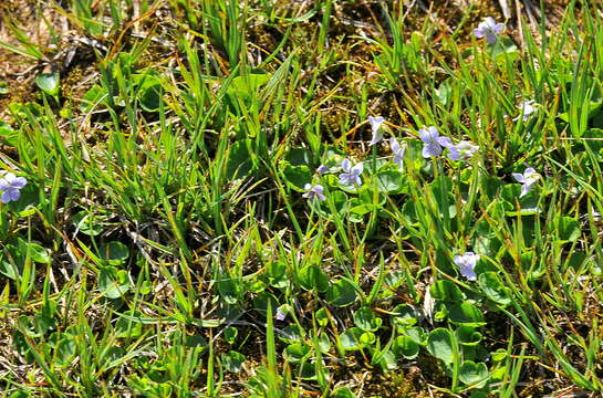 صورة Viola palustris subsp. palustris