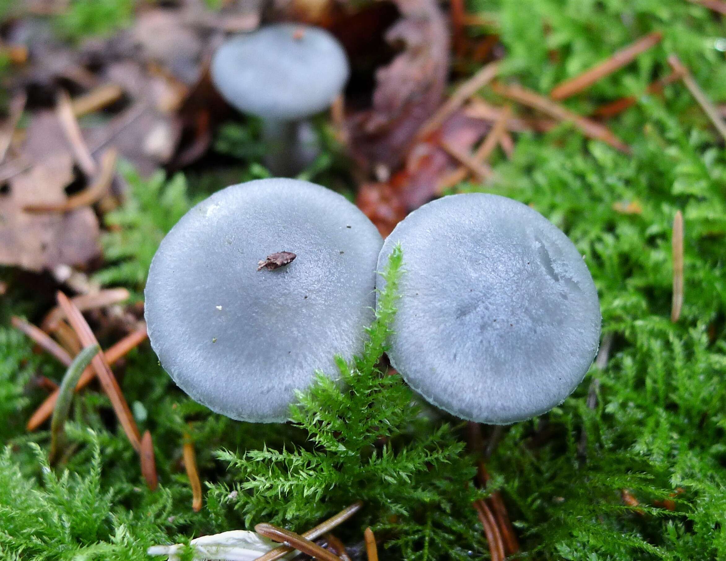 Image de Clitocybe odora (Bull.) P. Kumm. 1871