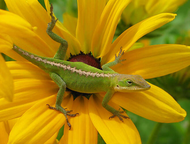 صورة Dactyloidae