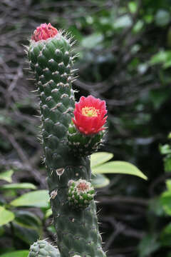 Image of Austrocylindropuntia