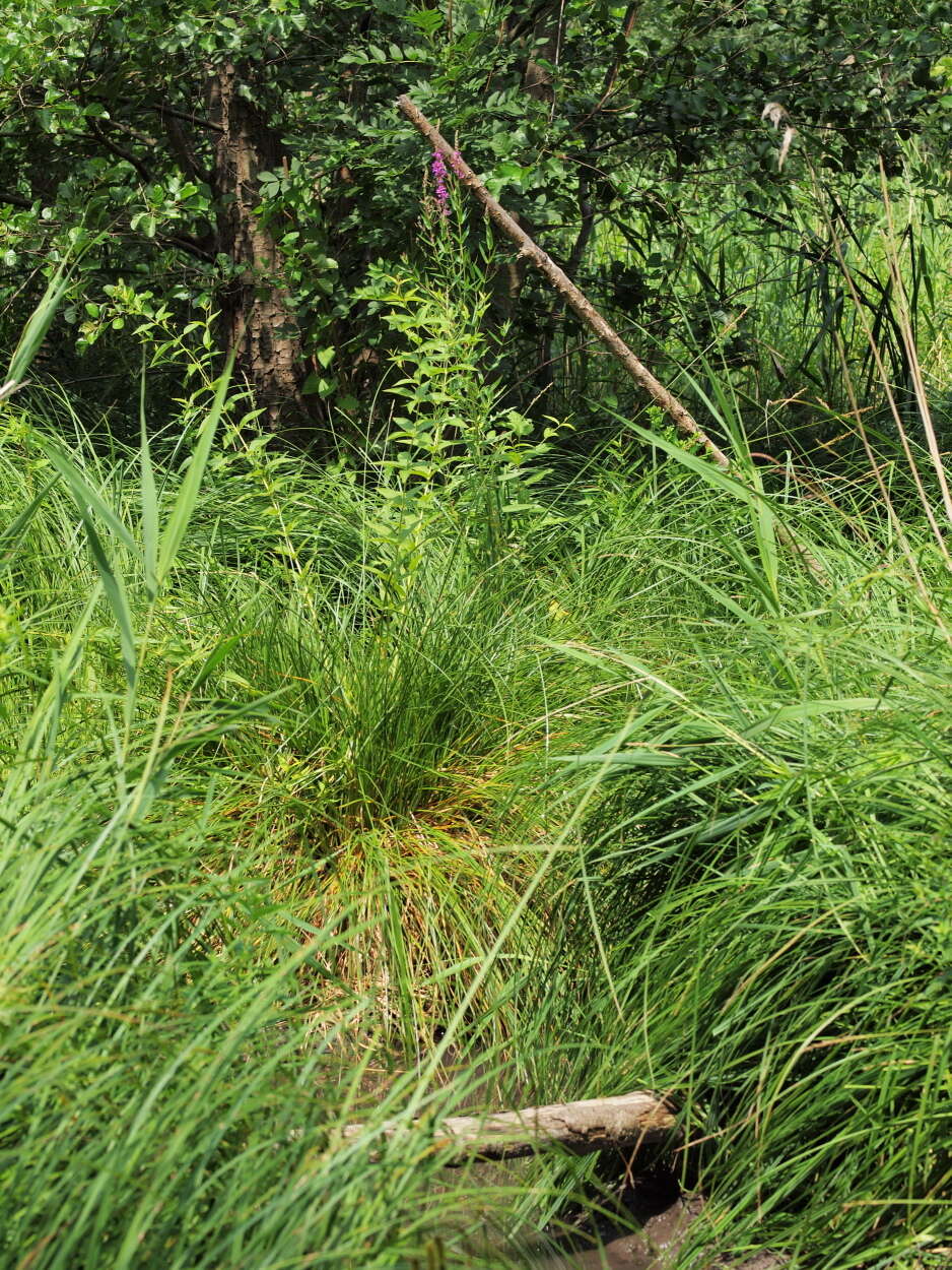 Image of loosestrife