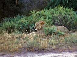 Image of big cats