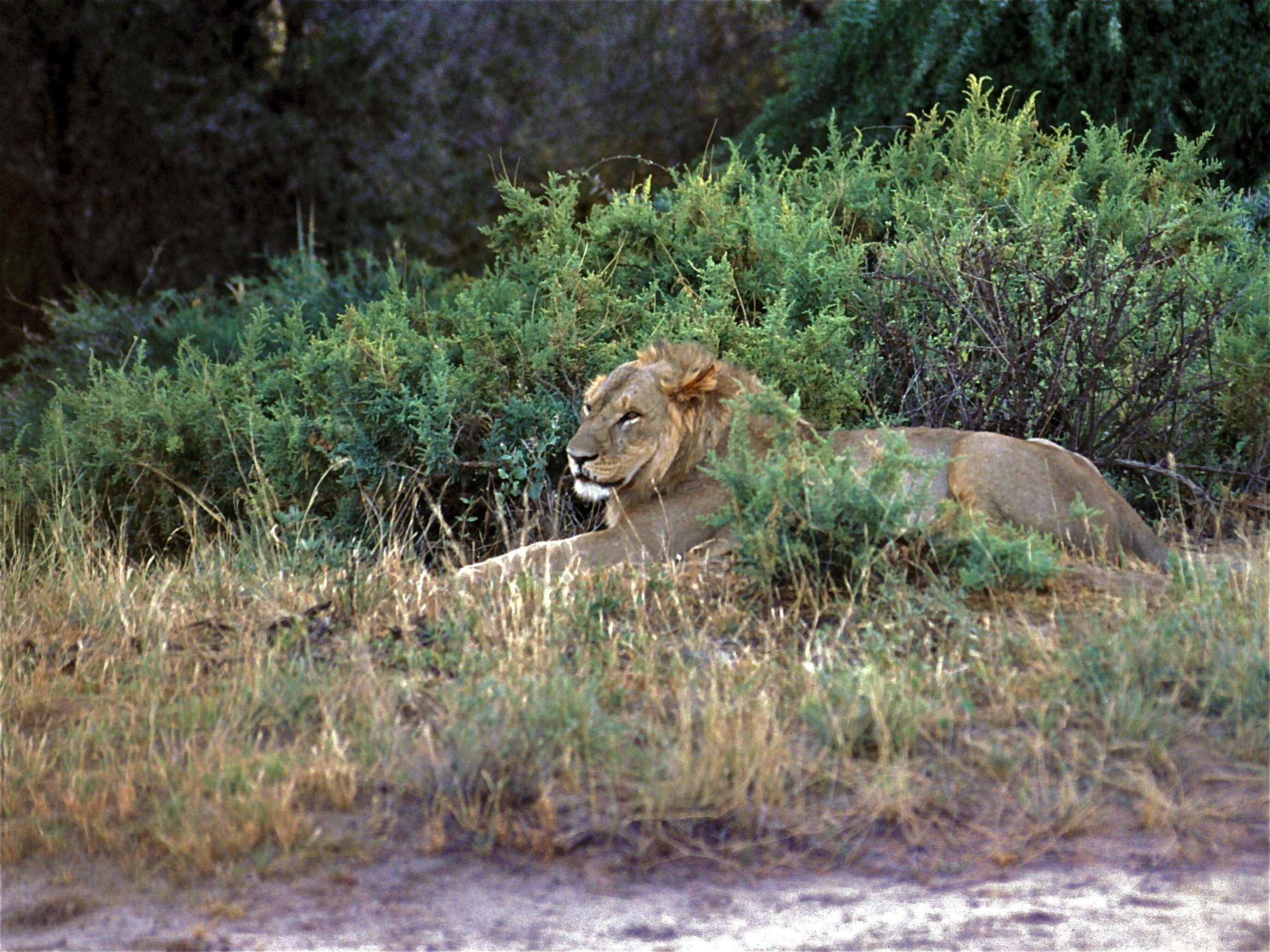 Image of big cats