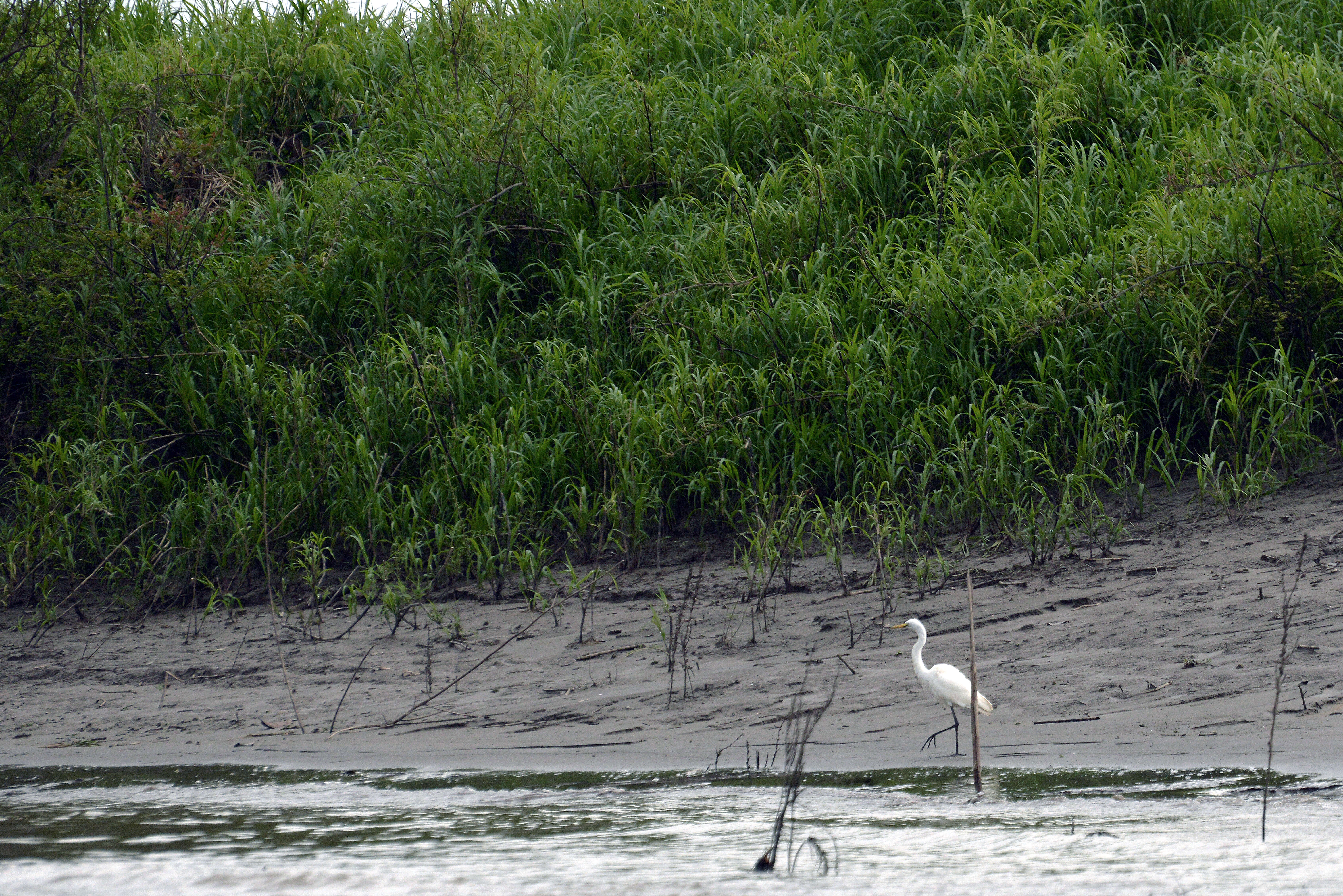 Image of Great Egret