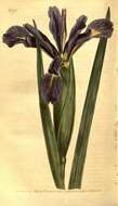 Image of Iris halophila Pall.