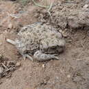 Image of European green toad