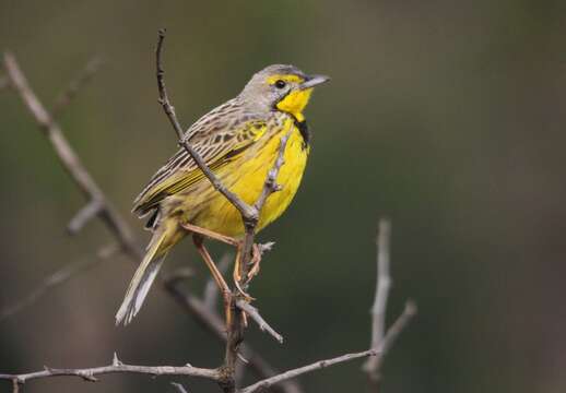 Image of Yellow-throated Longclaw