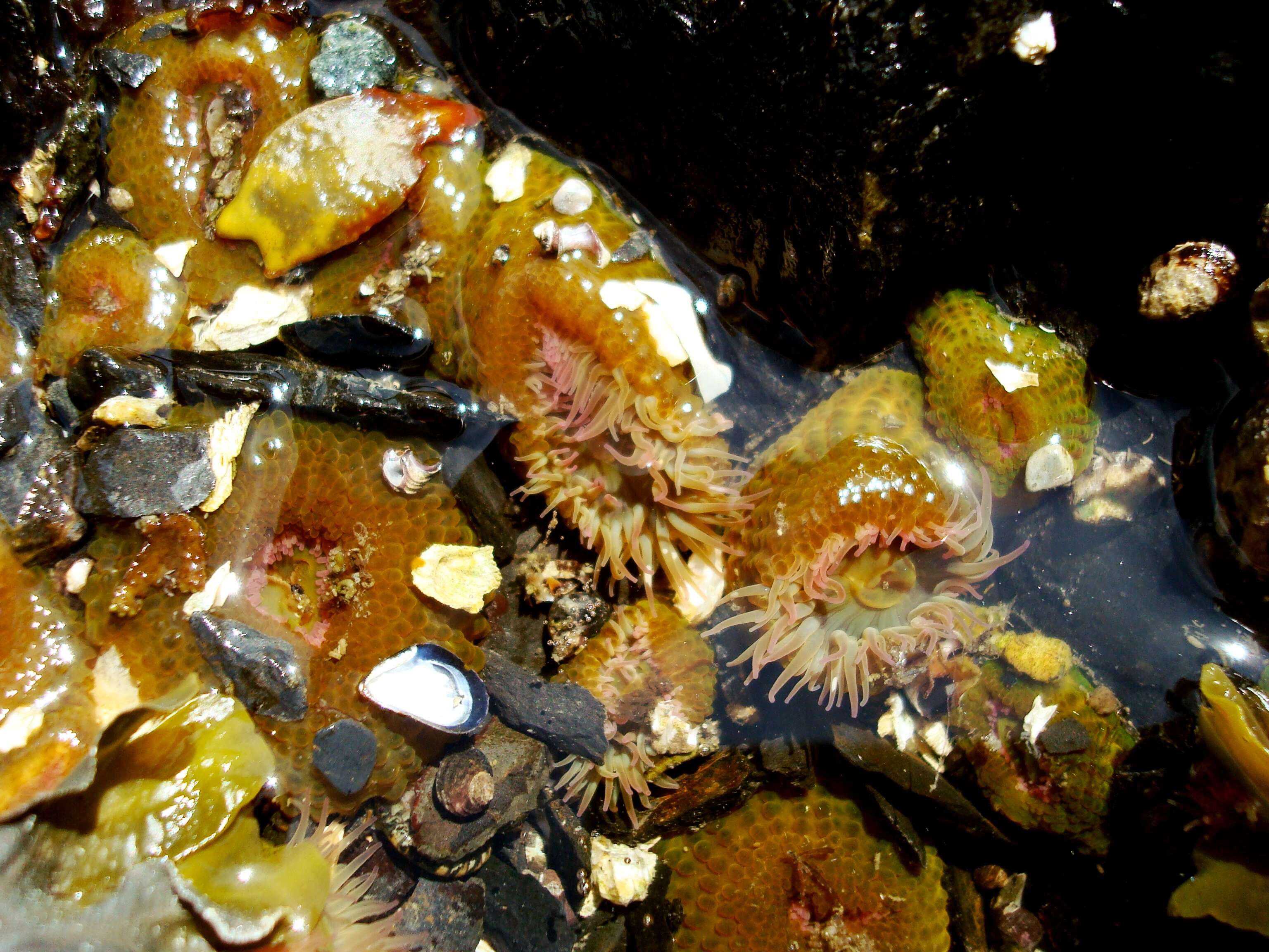 Image of aggregating anemone