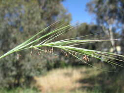 Plancia ëd Anthosachne scabra (R. Br.) Nevski