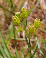 Image of Savannah Milkweed