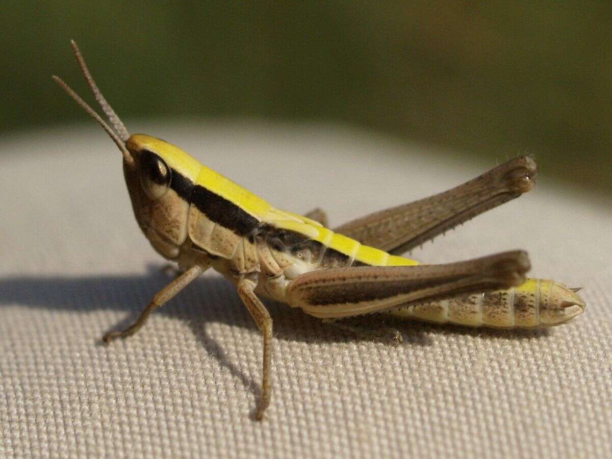 Image of Orthoptera
