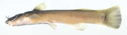 Image of Orangefin madtom