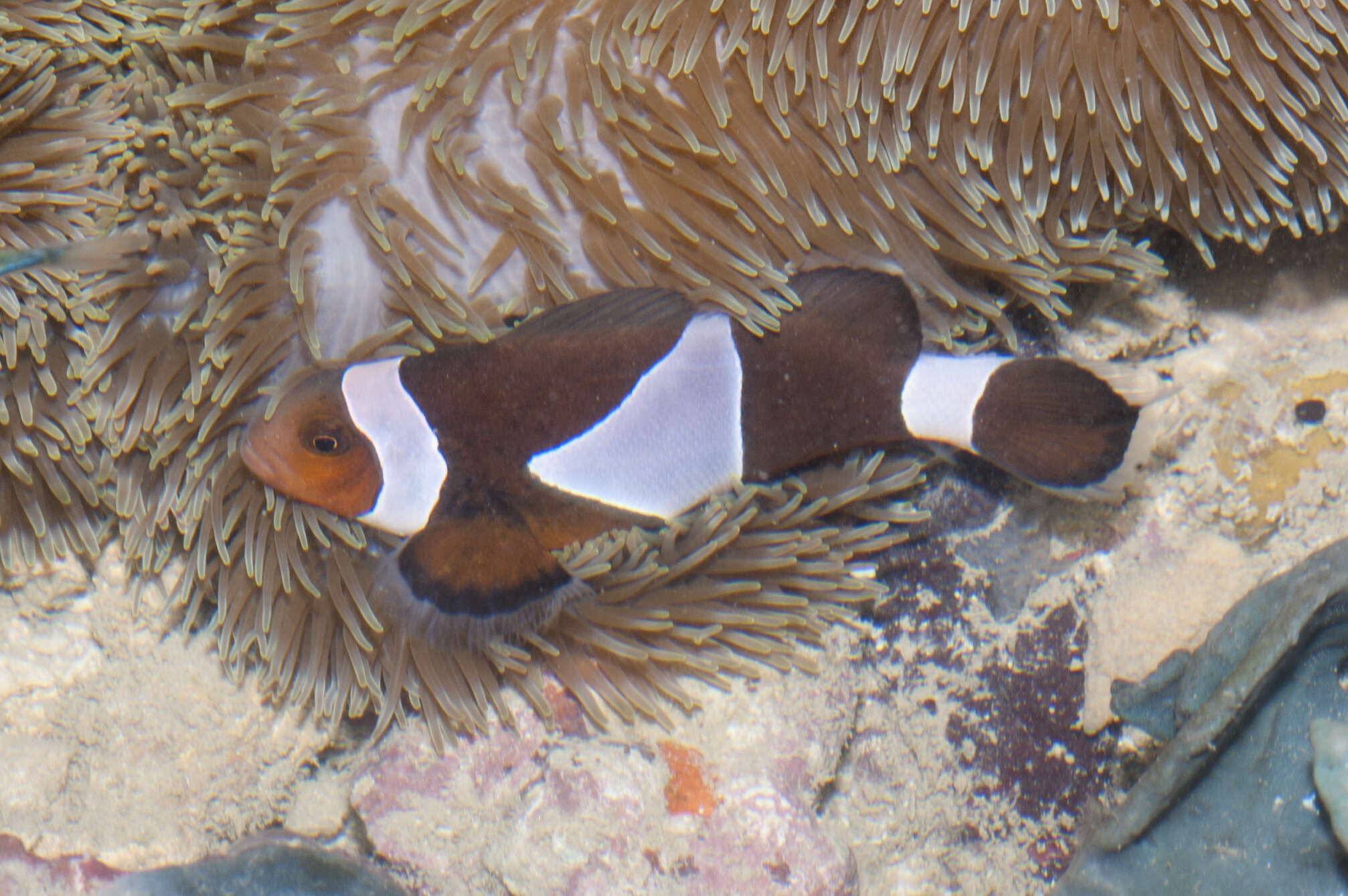 Image of Amphiprion