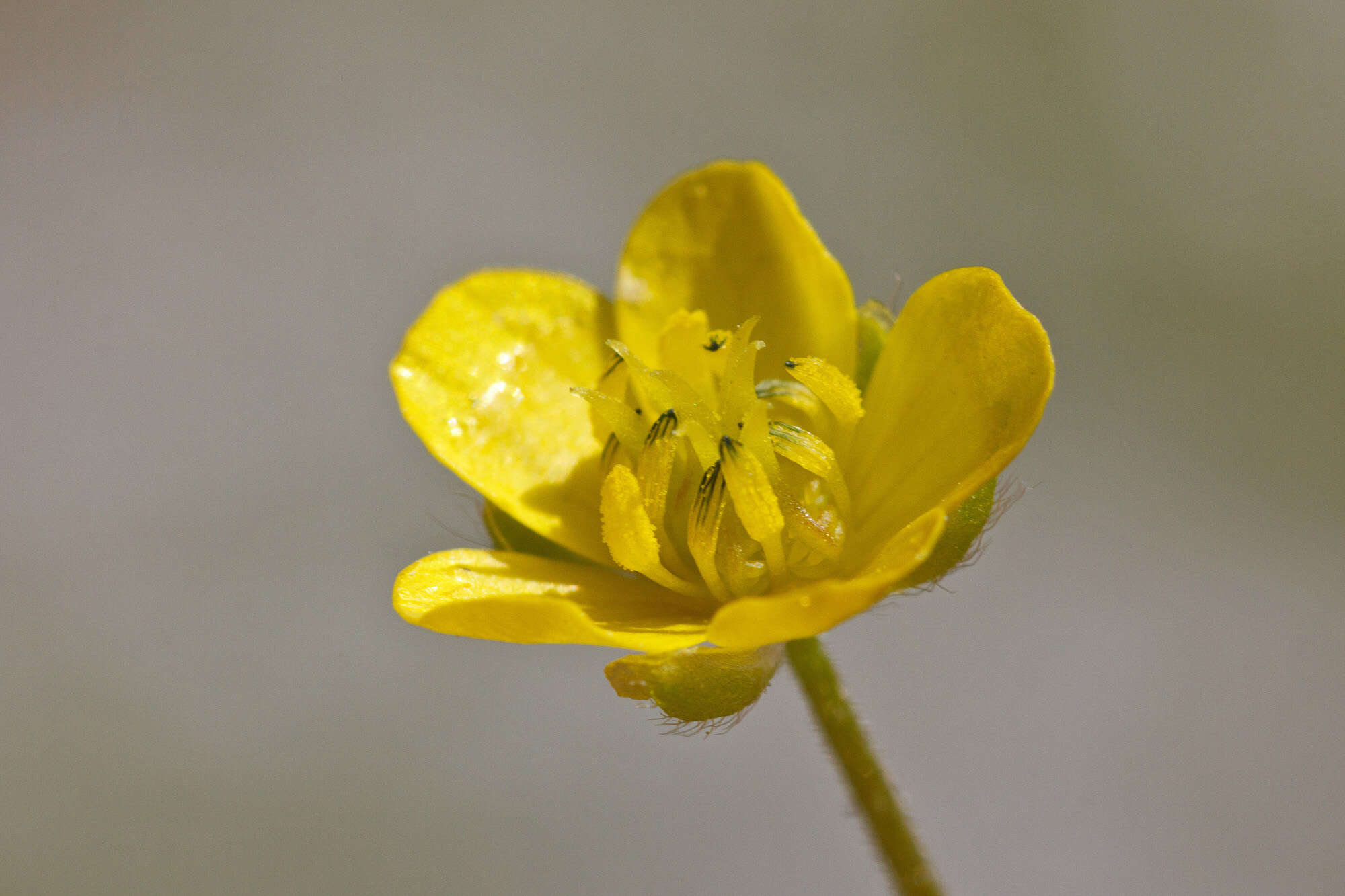 Image of corn buttercup