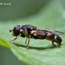 Image of Syritta pipiens (Linnaeus 1758)