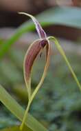 Image de Bulbophyllum maxillare (Lindl.) Rchb. fil.