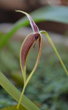 Image of Red horntail orchid