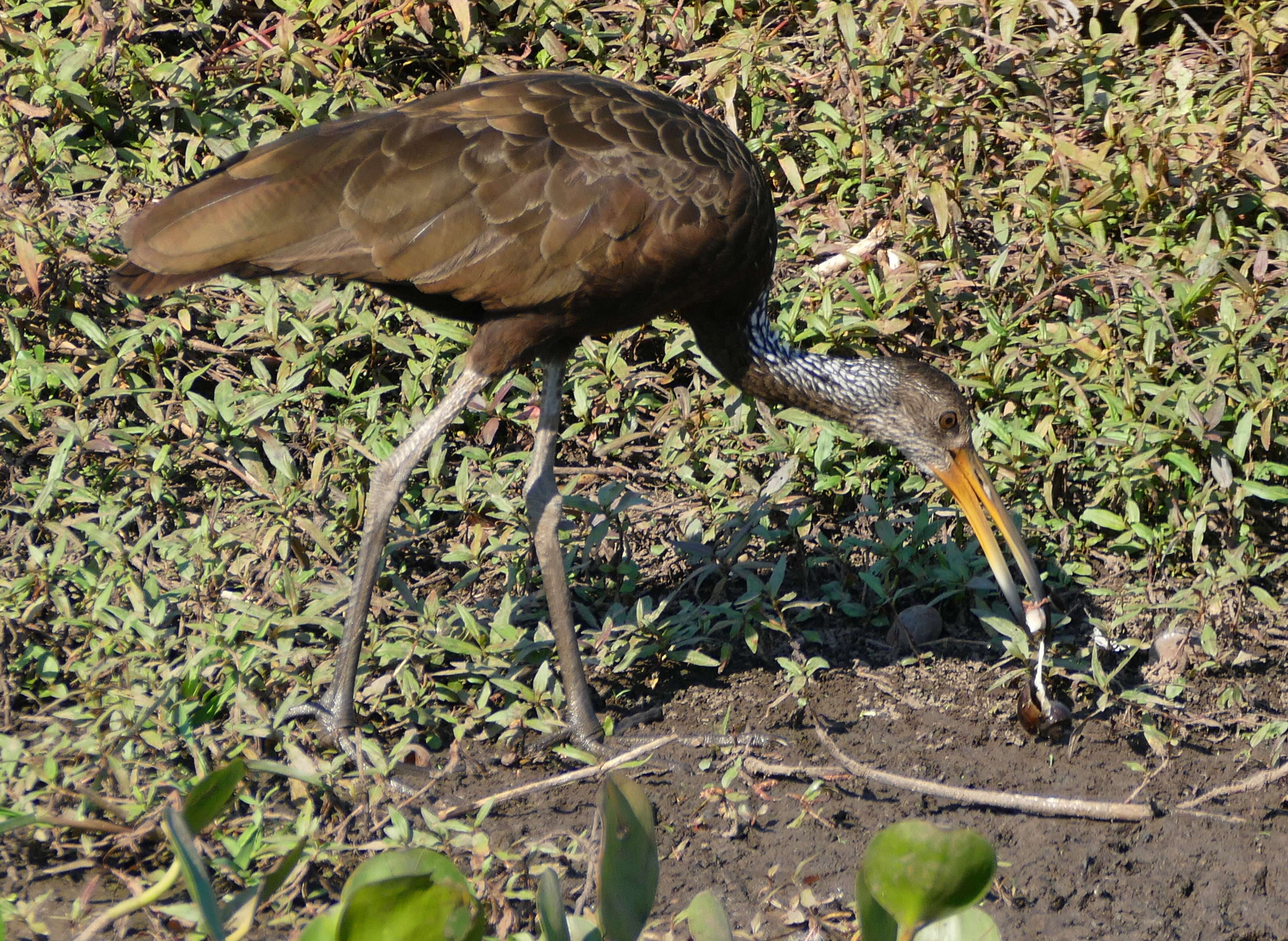 Image of limpkins