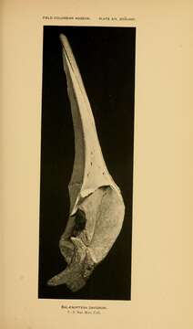 Image de Balaenoptera acutorostrata scammoni Deméré 1986