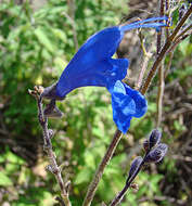 Image of Salvia sagittata Ruiz & Pav.