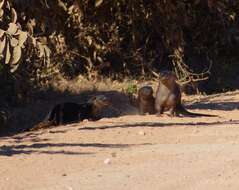 Image of La Plata Otter