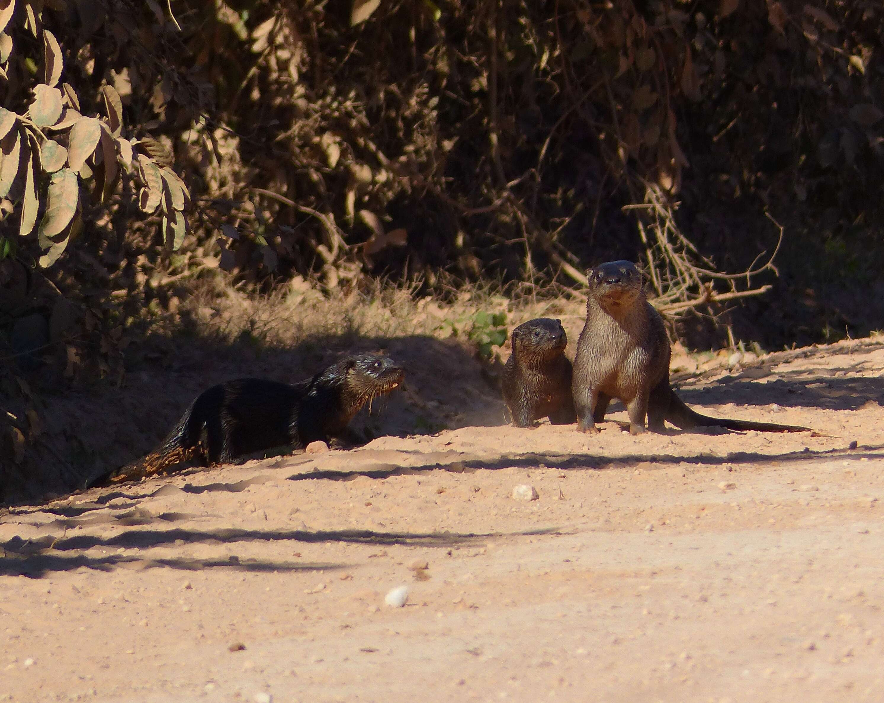 Image of Otter sp.