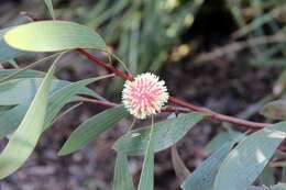 Imagem de Hakea laurina R. Br.