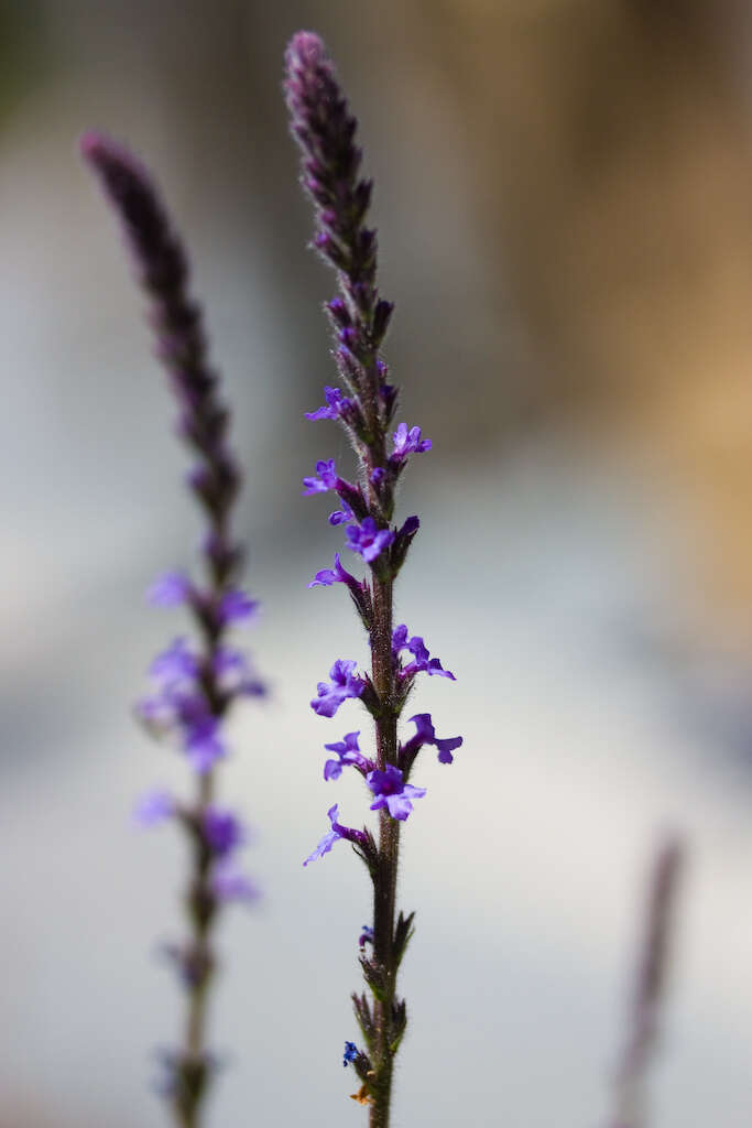 Image of western vervain