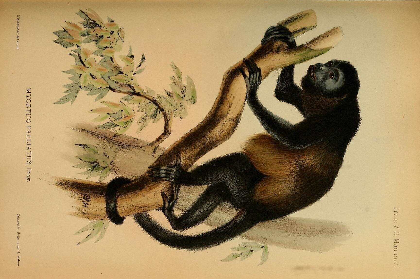 Image of Ecuadorian Mantled Howling Monkey