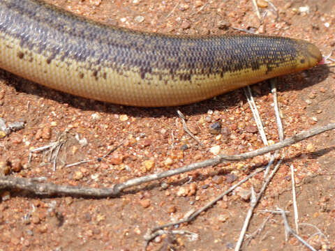 Image of Afrotyphlops Broadley & Wallach 2009