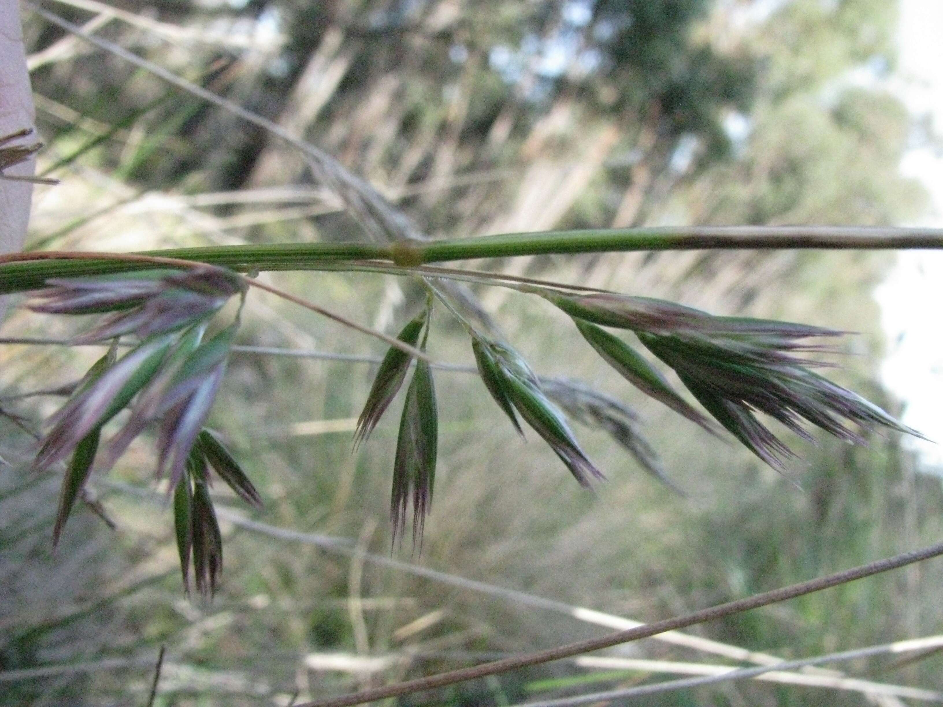 Plancia ëd Rytidosperma geniculatum (J. M. Black) Connor & Edgar