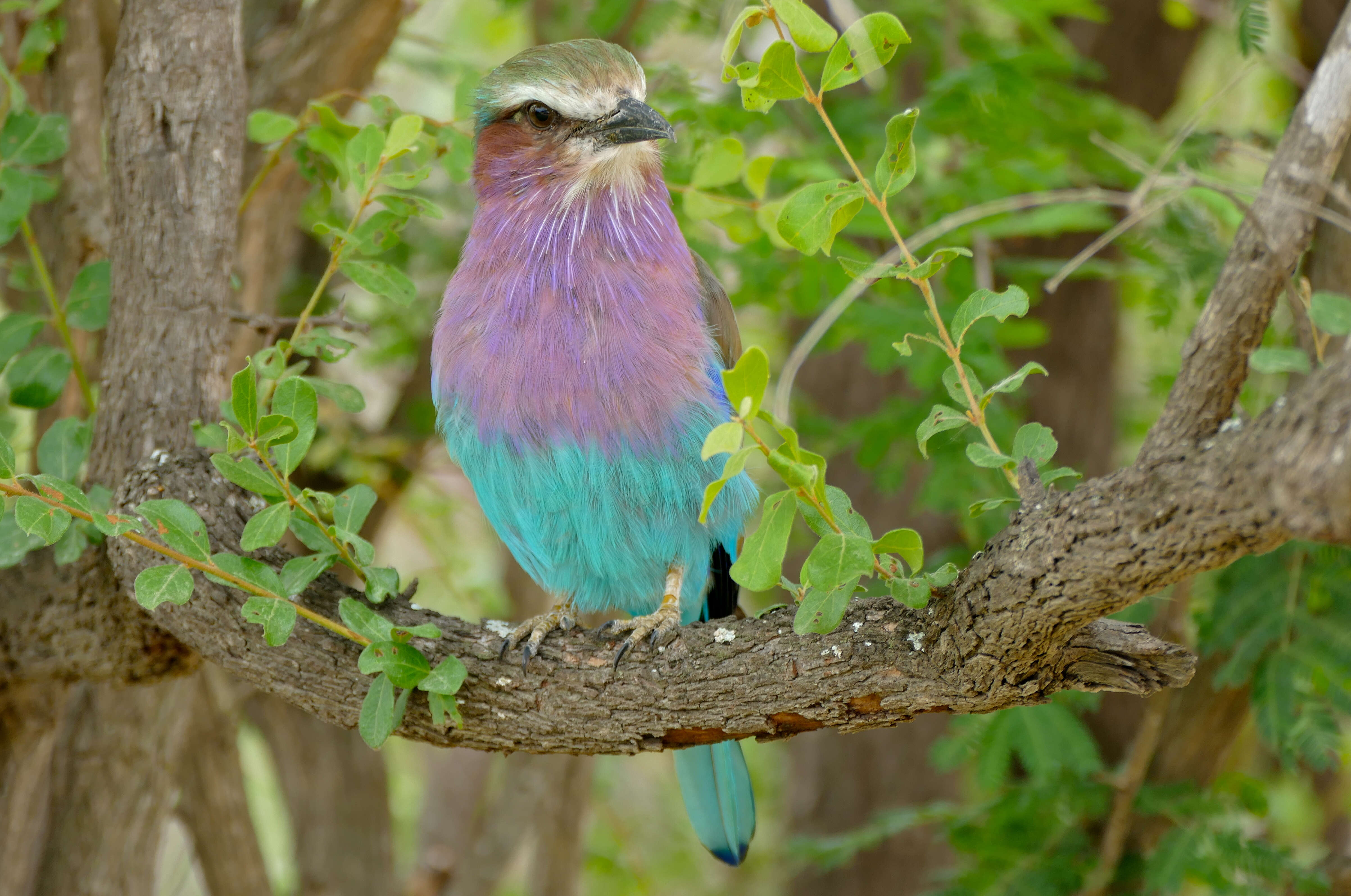 Image of Lilac-breasted Roller