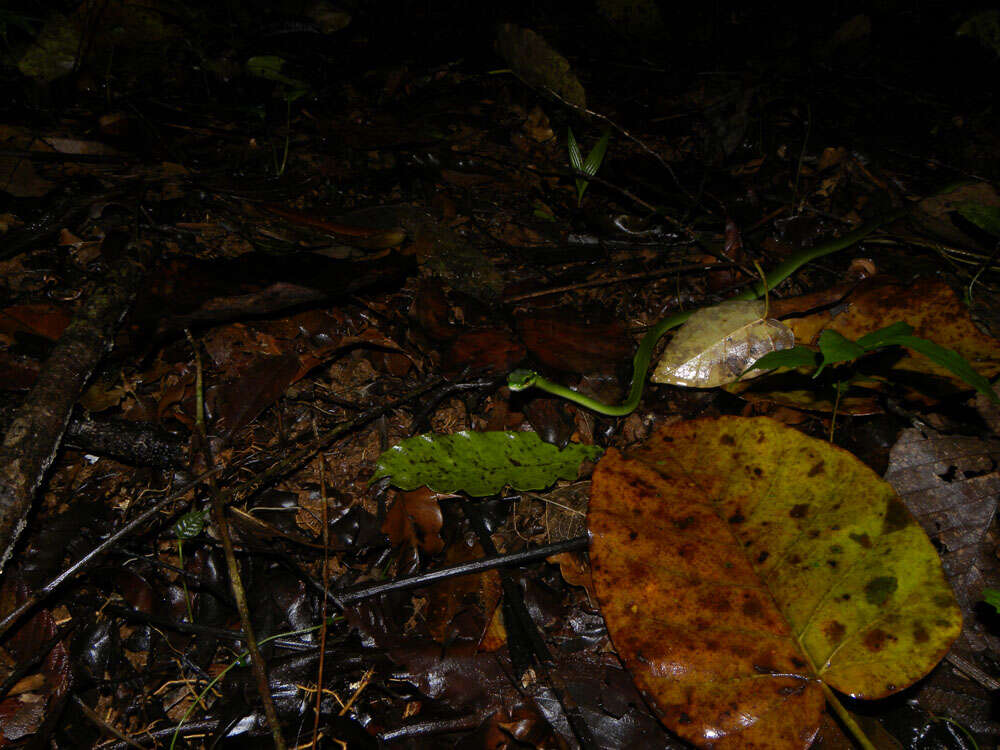 Image of Irregular Green Snake