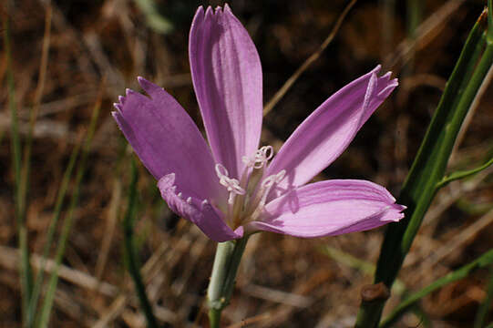 Image de Lygodesmia grandiflora var. dianthopsis (D. C. Eaton) S. L. Welsh