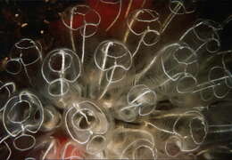 Image of Double blue tunicates