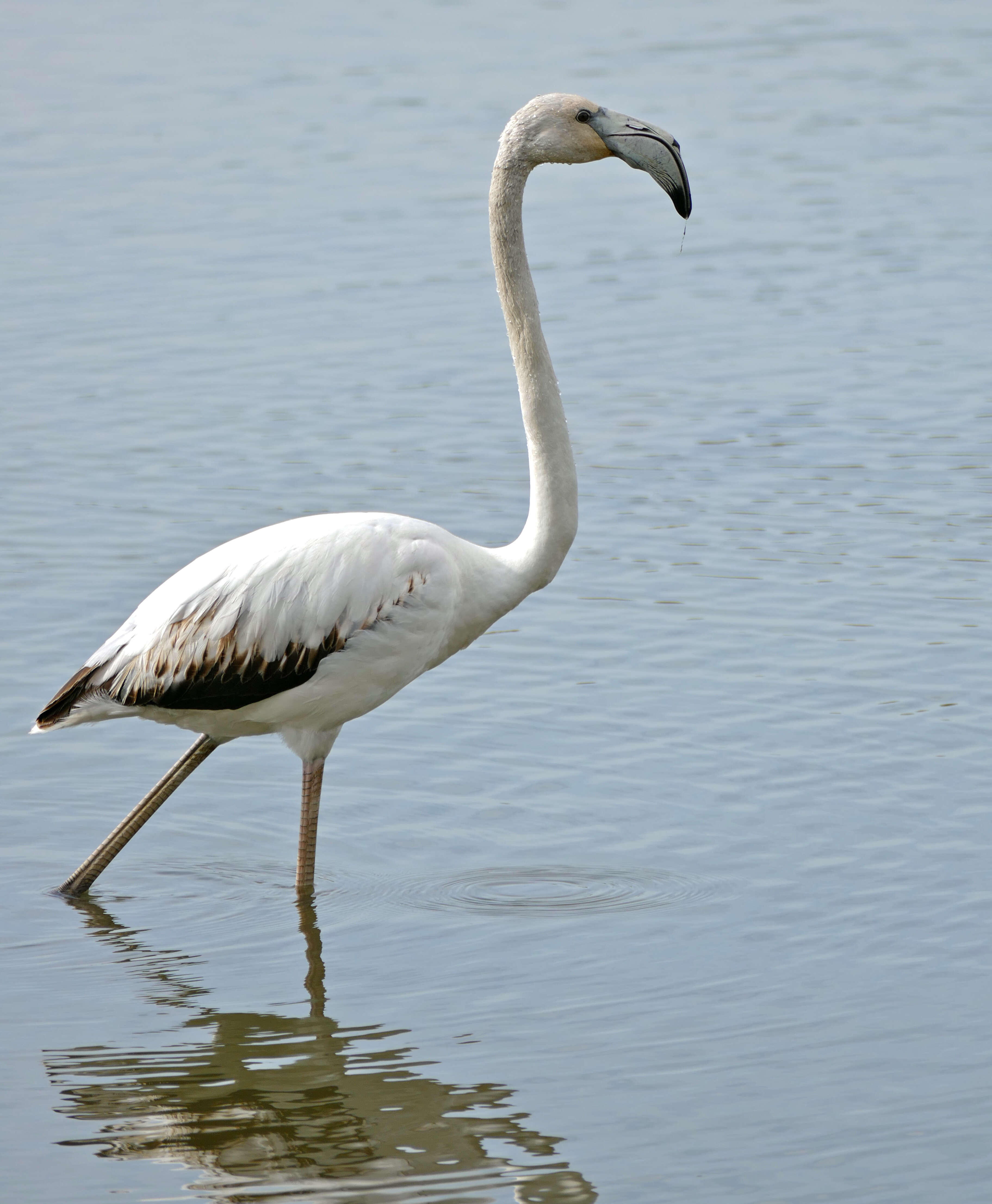 Imagem de Phoenicopterus Linnaeus 1758