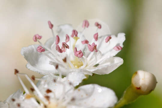 Image of Common Hawthorn