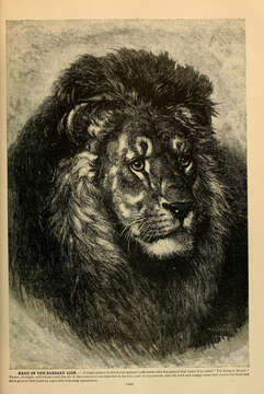 Image of African Lion