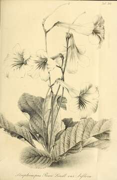 Image of cape primrose