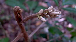 Image of Conchocarpus