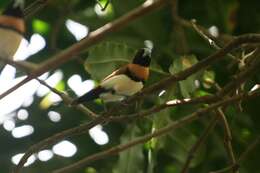 Plancia ëd Lonchura castaneothorax (Gould 1837)