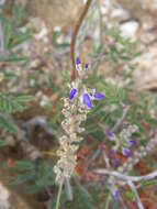 Imagem de Astragalus nothoxys A. Gray