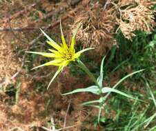 Image of goatsbeard