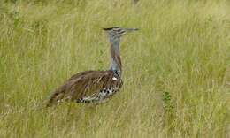 Image of Kori Bustard