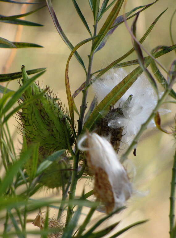 Image of Shrubby milkweed