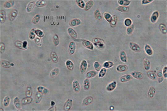 Image of Pycnoporellus