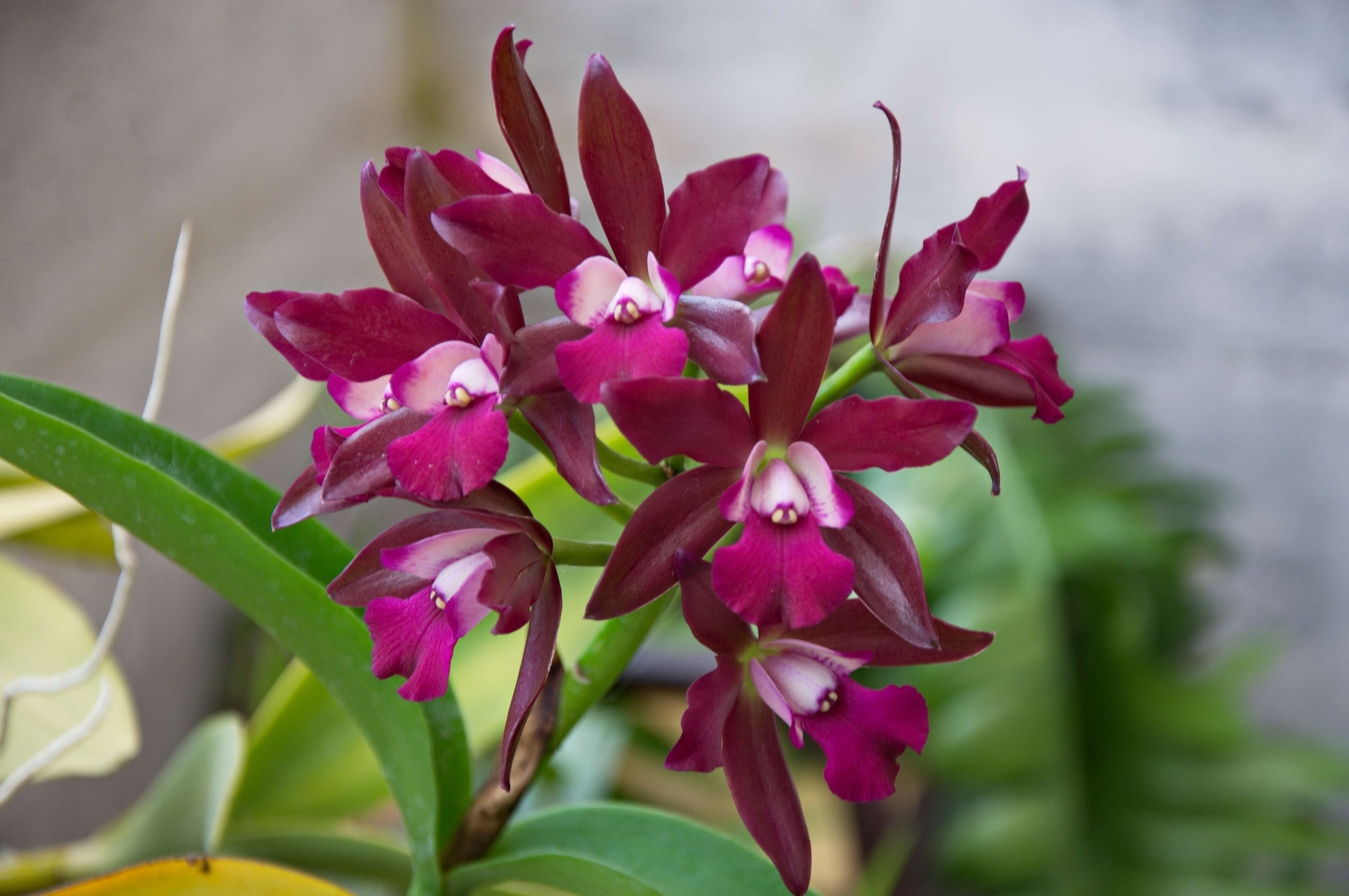 Image of Laeliocattleya Sagarik Wax African Beauty